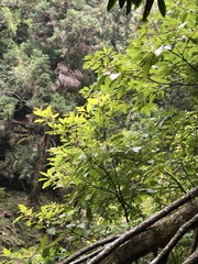 Sassafras randaiense