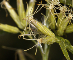 Brickellia longifolia multiflora