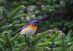 Tarsiger johnstoniae