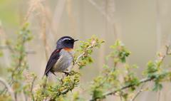 Tarsiger johnstoniae