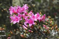 Rhododendron rubropilosum