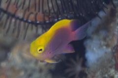 Chrysiptera bleekeri