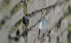 Celastrina oreas