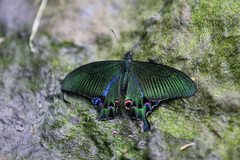 Papilio hopponis