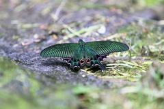 Papilio hopponis