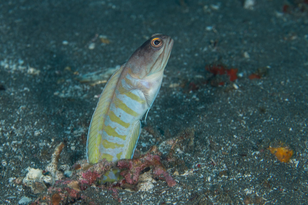 Gold-Specs Jawfish