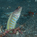 Yellowbarred Jawfish - Photo (c) Mark Rosenstein, some rights reserved (CC BY-NC), uploaded by Mark Rosenstein
