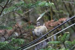 Tarsiger johnstoniae