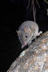 Antechinus stuartii
