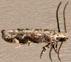 Coleotechnites florae