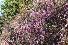 Clarkia rubicunda