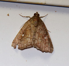 Amyna bullula