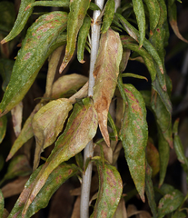 Brickellia longifolia multiflora