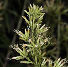 Brickellia longifolia multiflora