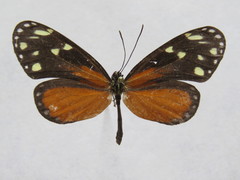 Napeogenes tolosa tolosa