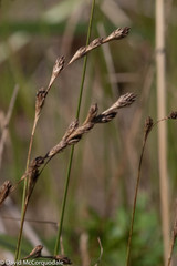 Carex silicea