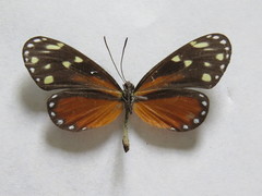 Napeogenes tolosa tolosa