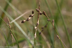Carex silicea