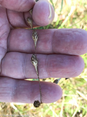 Carex silicea