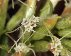 Brickellia longifolia multiflora