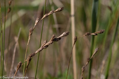 Carex silicea