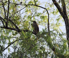 Rupornis magnirostris