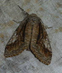 Dasychira obliquata