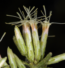 Brickellia longifolia multiflora