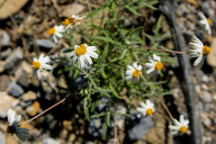 Melampodium argophyllum