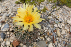 Coryphantha difficilis