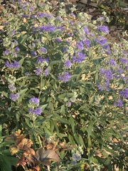 Caryopteris × clandonensis