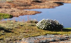 Borya sphaerocephala