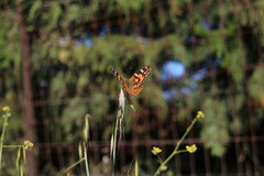 Vanessa cardui