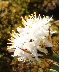 Borya sphaerocephala