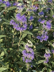 Caryopteris × clandonensis