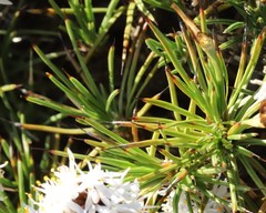 Borya sphaerocephala