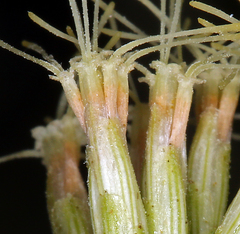 Brickellia longifolia multiflora
