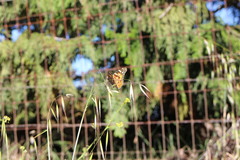 Vanessa cardui