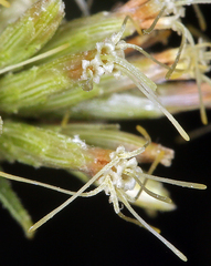 Brickellia longifolia multiflora