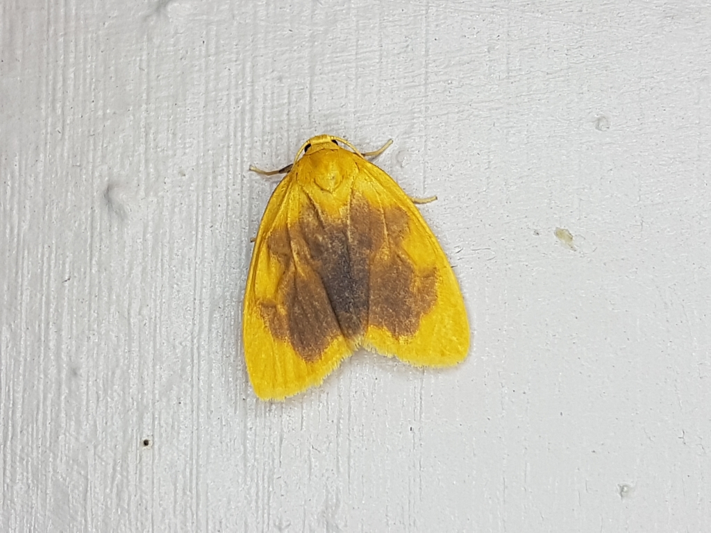 Pronola ectrocta