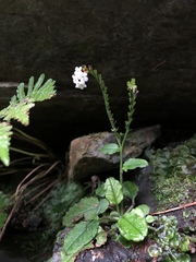 Trigonotis formosana elevatovenosa