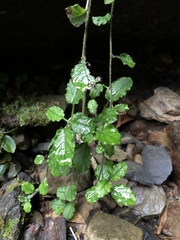 Trigonotis formosana elevatovenosa