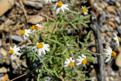 Melampodium argophyllum