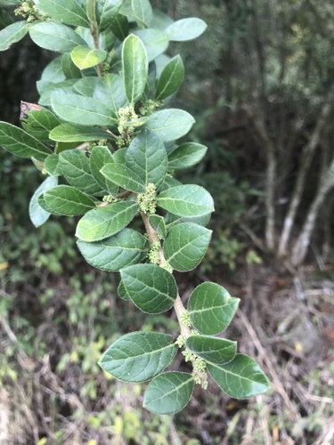 Schinus ramboi
