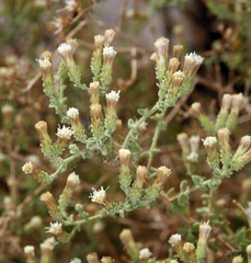 Brickellia microphylla microphylla