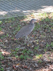 Gorsachius melanolophus