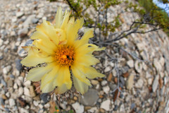 Coryphantha difficilis