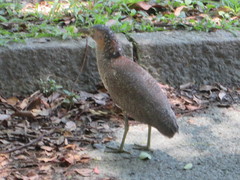 Gorsachius melanolophus