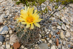 Coryphantha difficilis