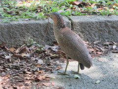 Gorsachius melanolophus